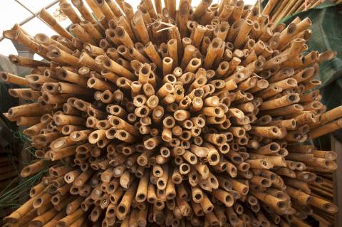 Cannes de Provence ©Marc Poveda