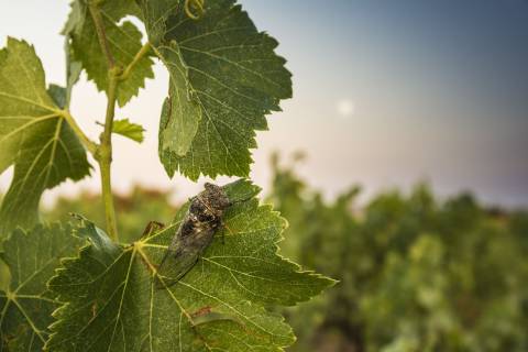 Cigale vigne ©Marc Poveda
