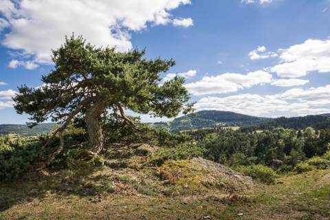 Pin déformé par les éléments ©Marc Poveda